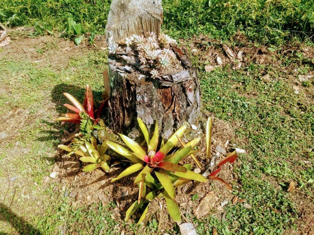 Chale Vale Das Flores - Visconde De Maua Rj エクステリア 写真